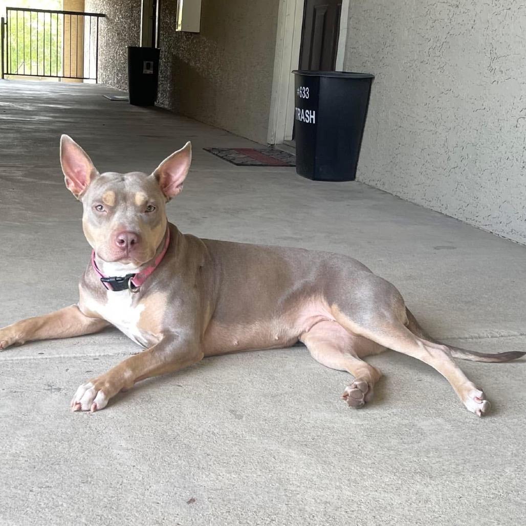 Enlarge Lady Cakes, a Adoptable Pit Bull Terrier in Dallas, TX image 2/5