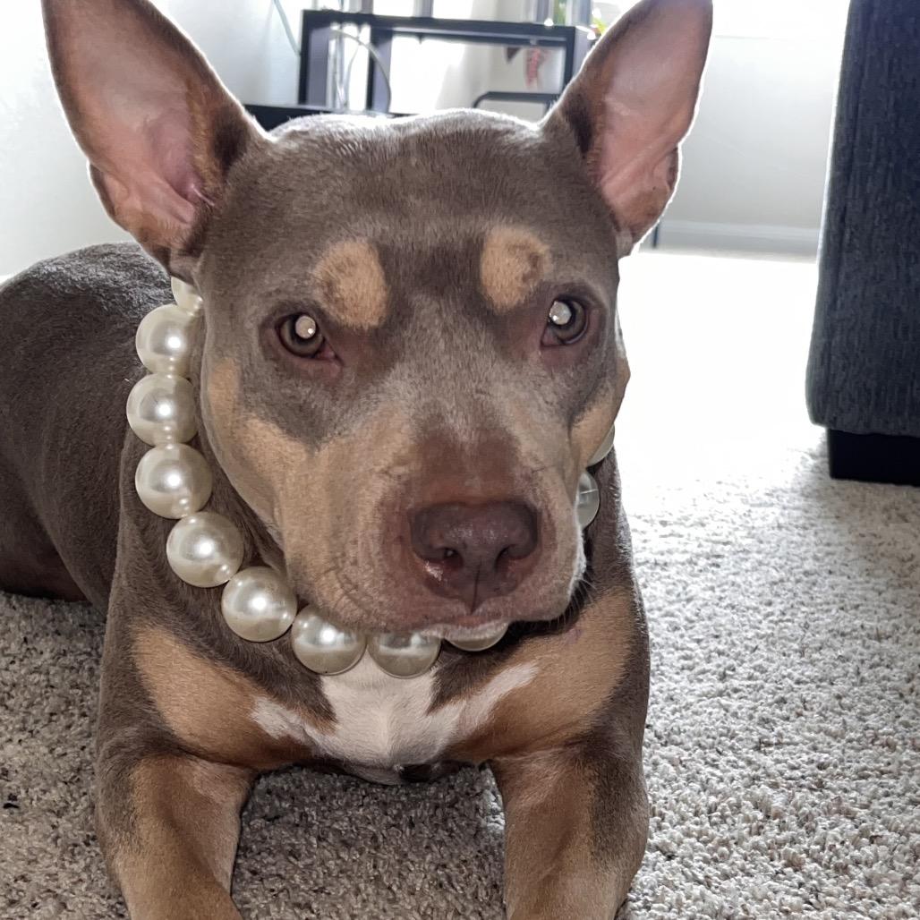 Enlarge Lady Cakes, a Adoptable Pit Bull Terrier in Dallas, TX image 3/5