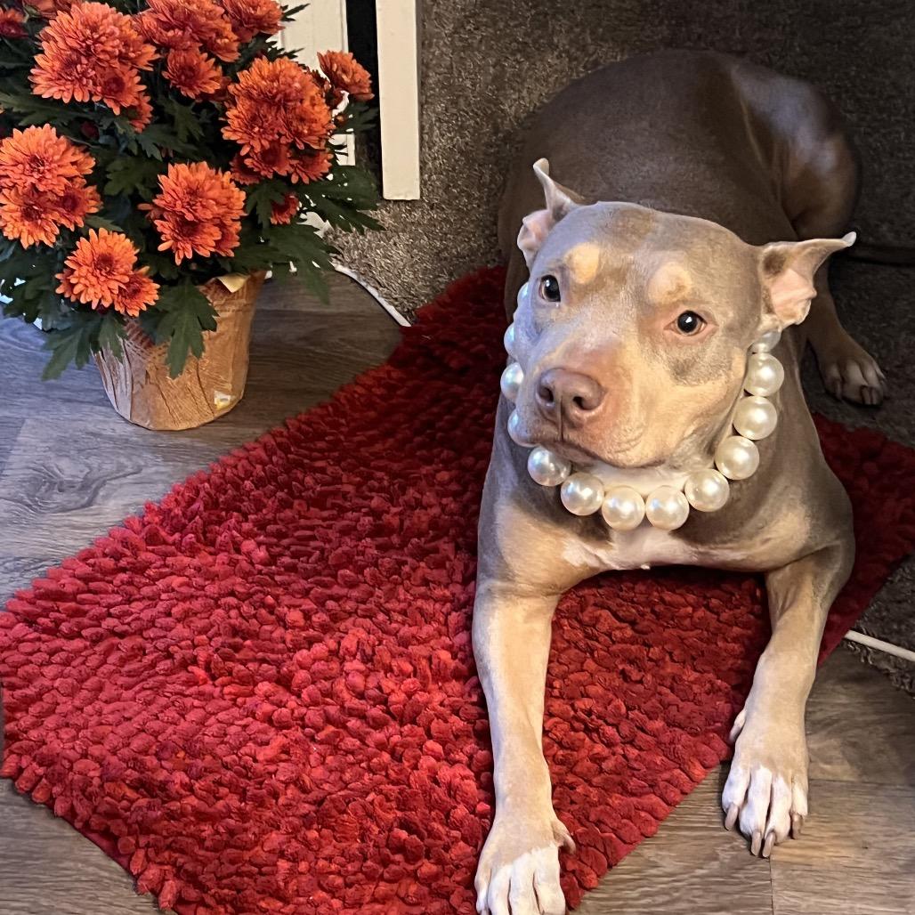 Enlarge Lady Cakes, a Adoptable Pit Bull Terrier in Dallas, TX image 5/5