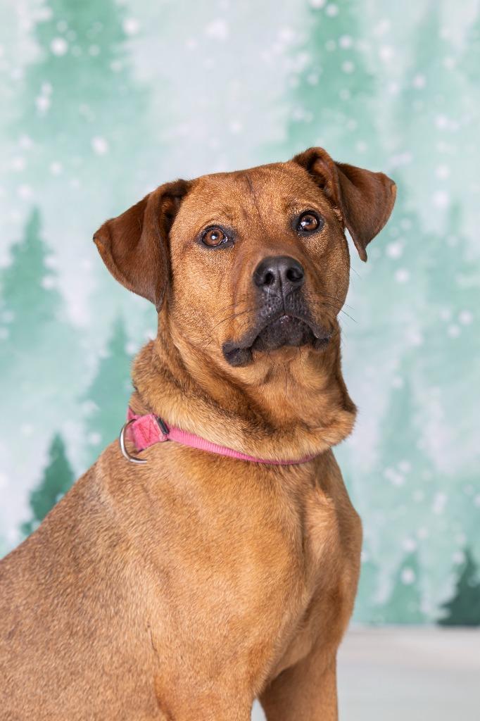 Miffy, Adoptable, Young Female Mixed Breed.