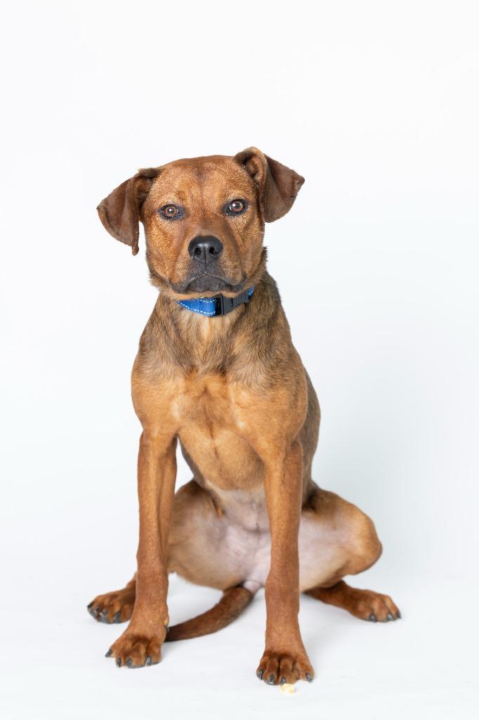 Miffy, Adoptable, Young Female Mixed Breed.