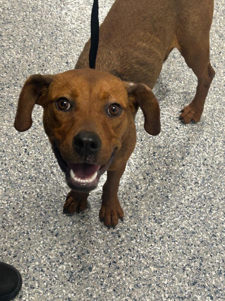 Enlarge Miffy, a Adoptable Mixed Breed in Dearborn, MI image 2/5