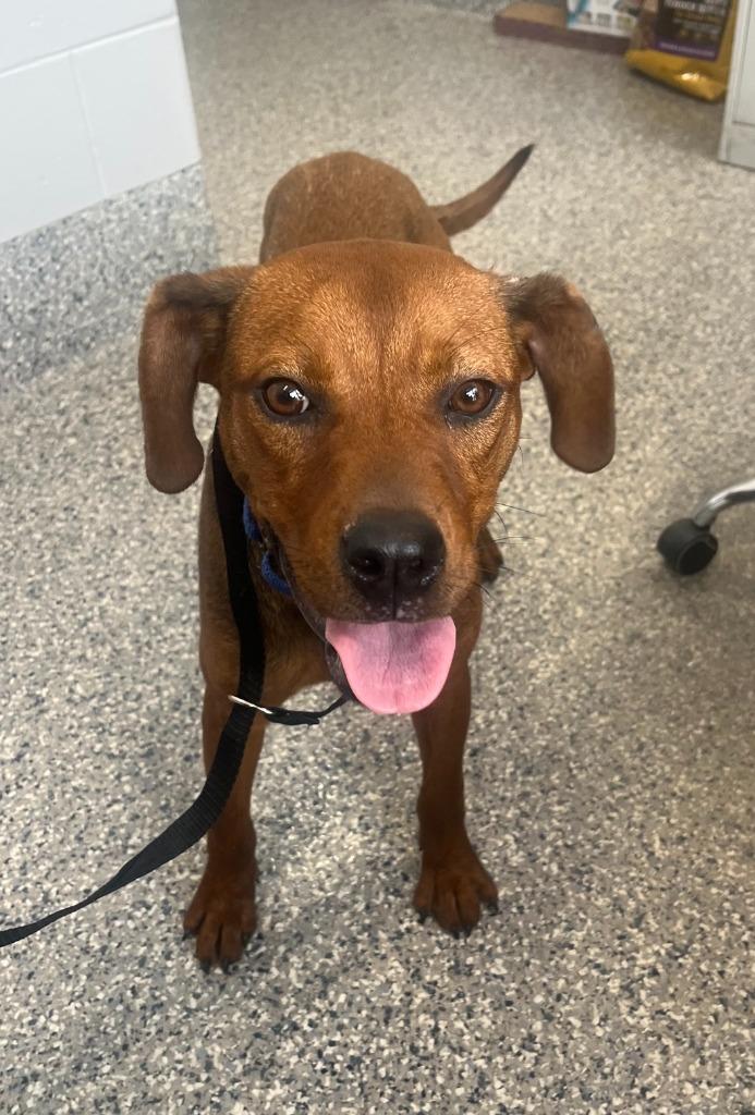 Enlarge Miffy, a Adoptable Mixed Breed in Dearborn, MI image 4/5