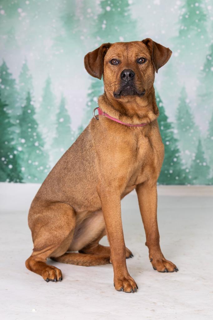 Enlarge Miffy, a Adoptable Mixed Breed in Dearborn, MI image 5/5