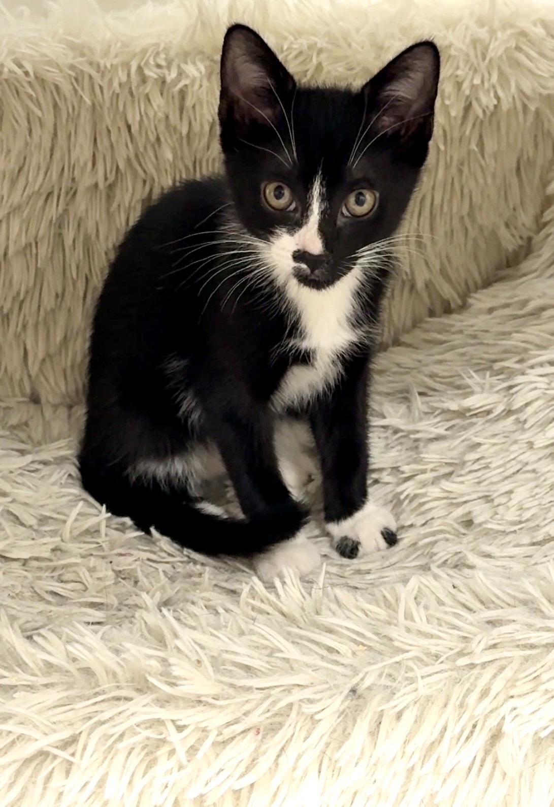 Enlarge Penelope, a ADOPTABLE Domestic Short Hair in Brooklyn, NY image 3/5