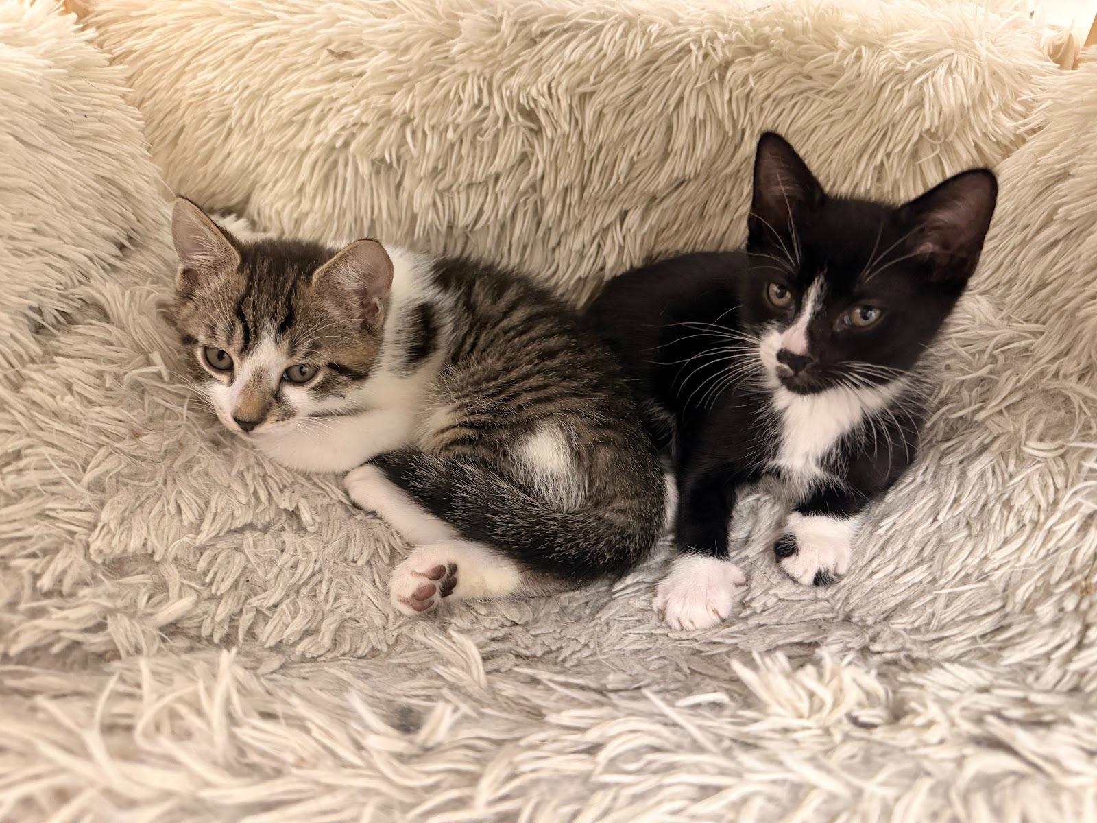 Enlarge Penelope, a ADOPTABLE Domestic Short Hair in Brooklyn, NY image 2/5