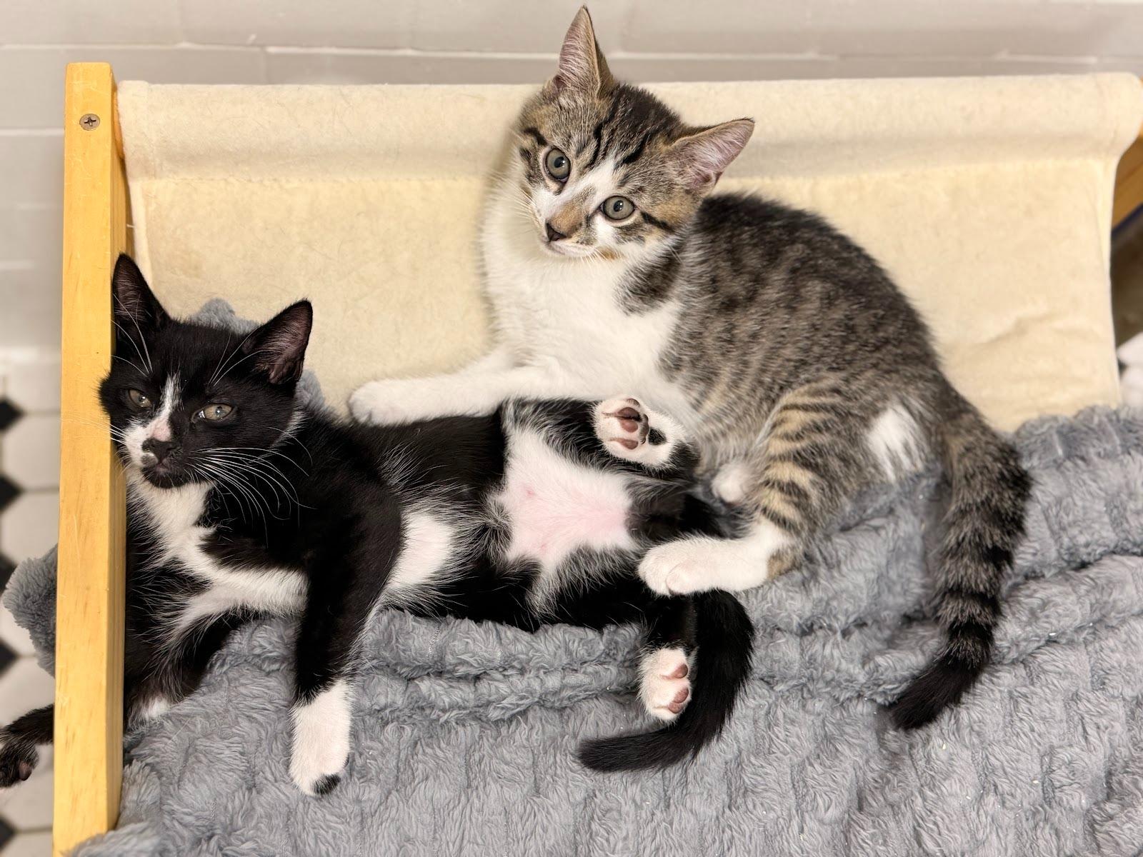 Enlarge Penelope, a ADOPTABLE Domestic Short Hair in Brooklyn, NY image 4/5