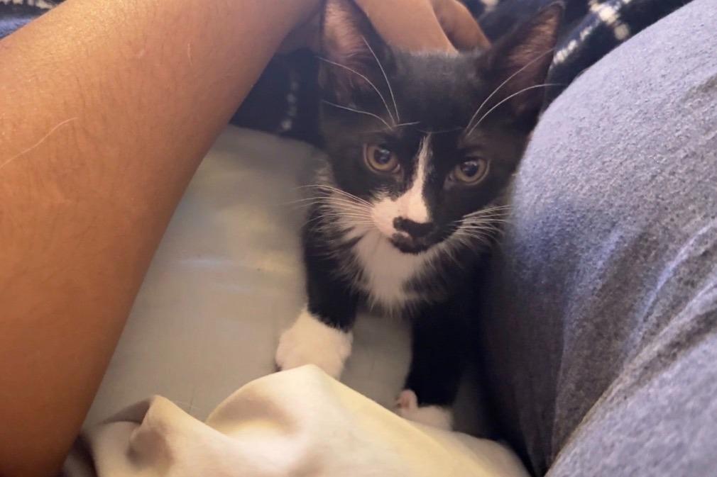 Enlarge Penelope, a ADOPTABLE Domestic Short Hair in Brooklyn, NY image 5/5