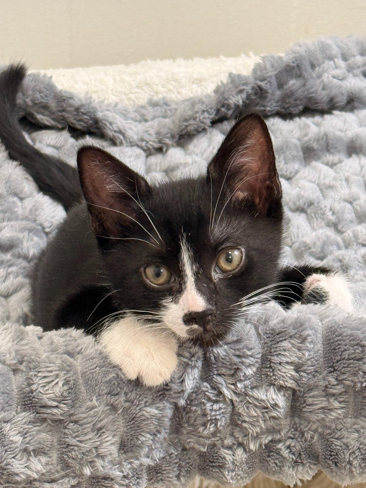 Penelope, ADOPTABLE, Kitten Female Domestic Short Hair.
