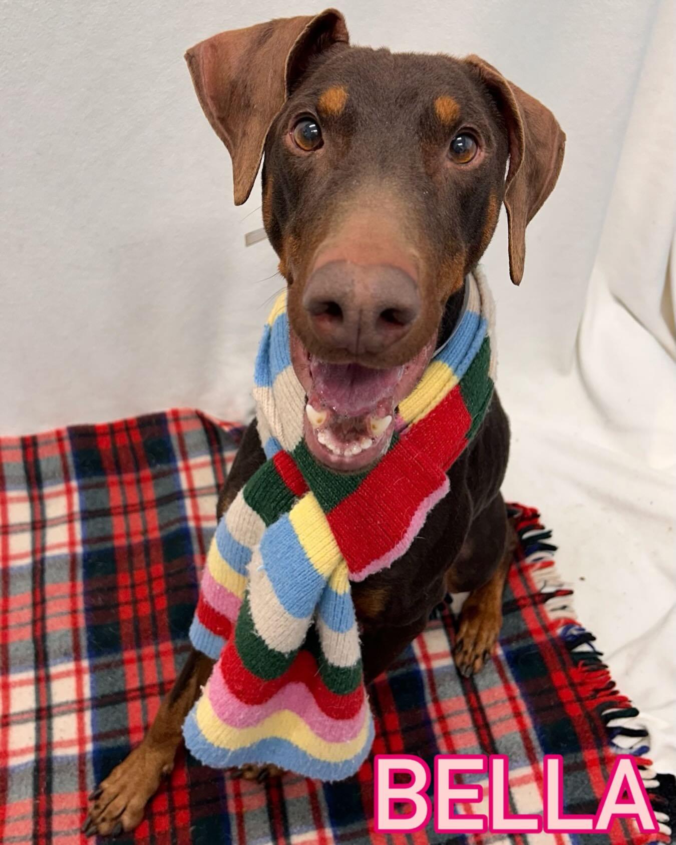 Enlarge Bella Tag #1937, a ADOPTABLE Doberman Pinscher in Central Islip, NY image 1/1