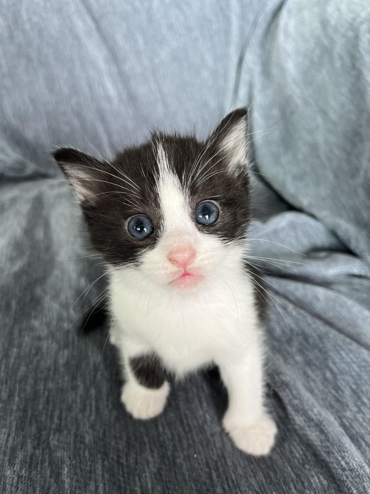 Enlarge Pooh, a Adoptable Domestic Short Hair in Emerald Isle, NC image 1/1