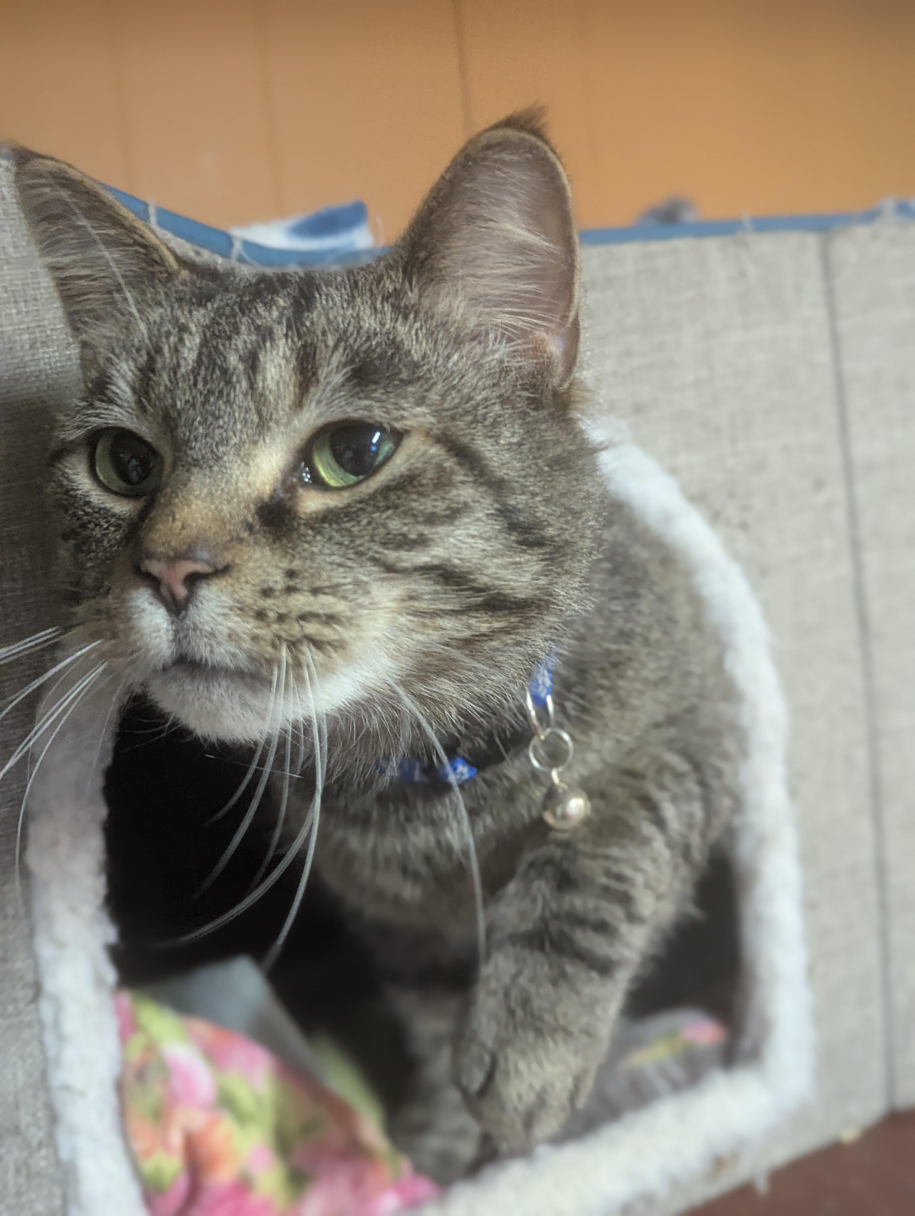 Enlarge Lenny, a ADOPTABLE Domestic Short Hair in Johnstown, PA image 2/4