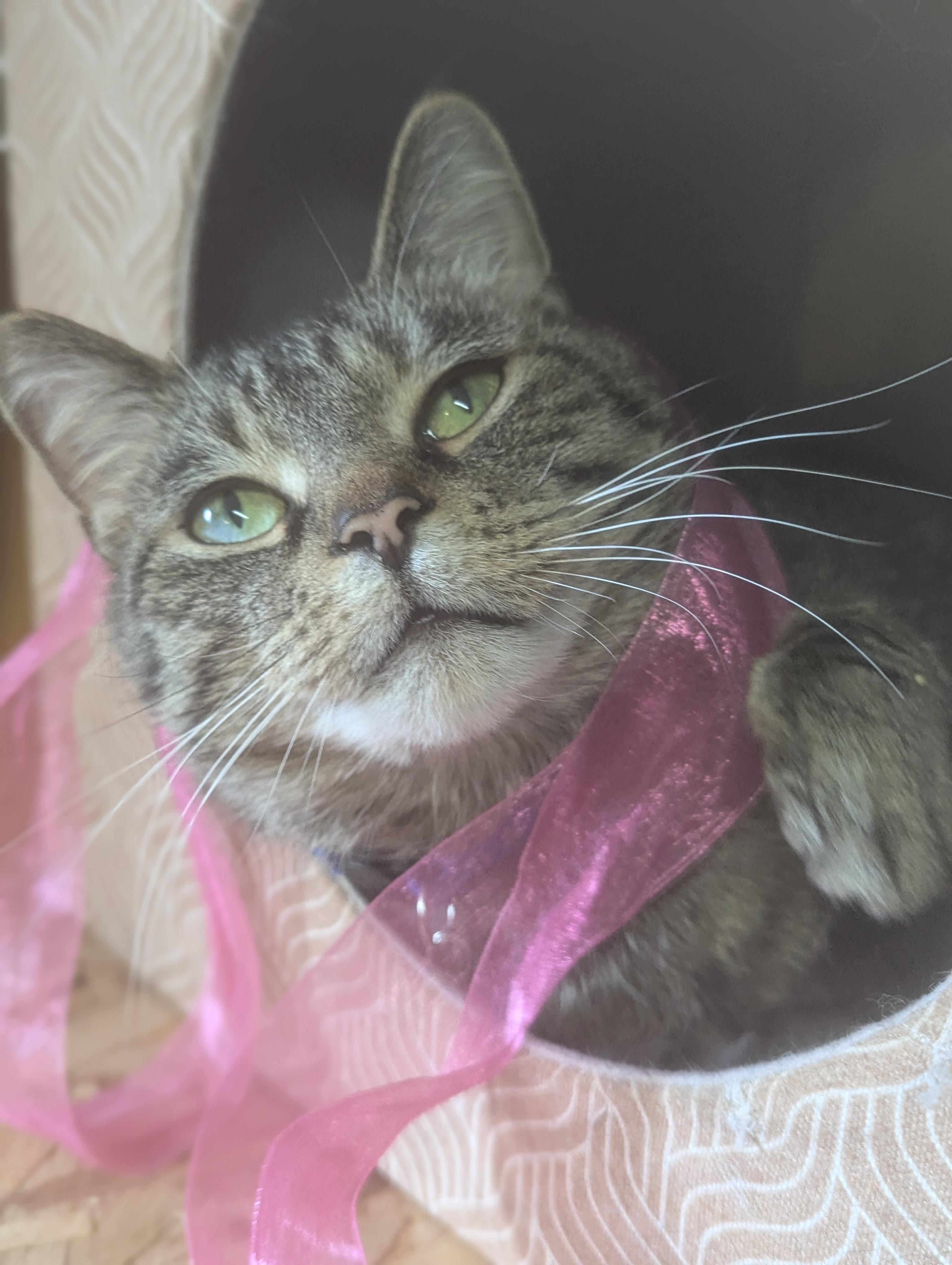 Lenny, ADOPTABLE, Adult Male Domestic Short Hair.