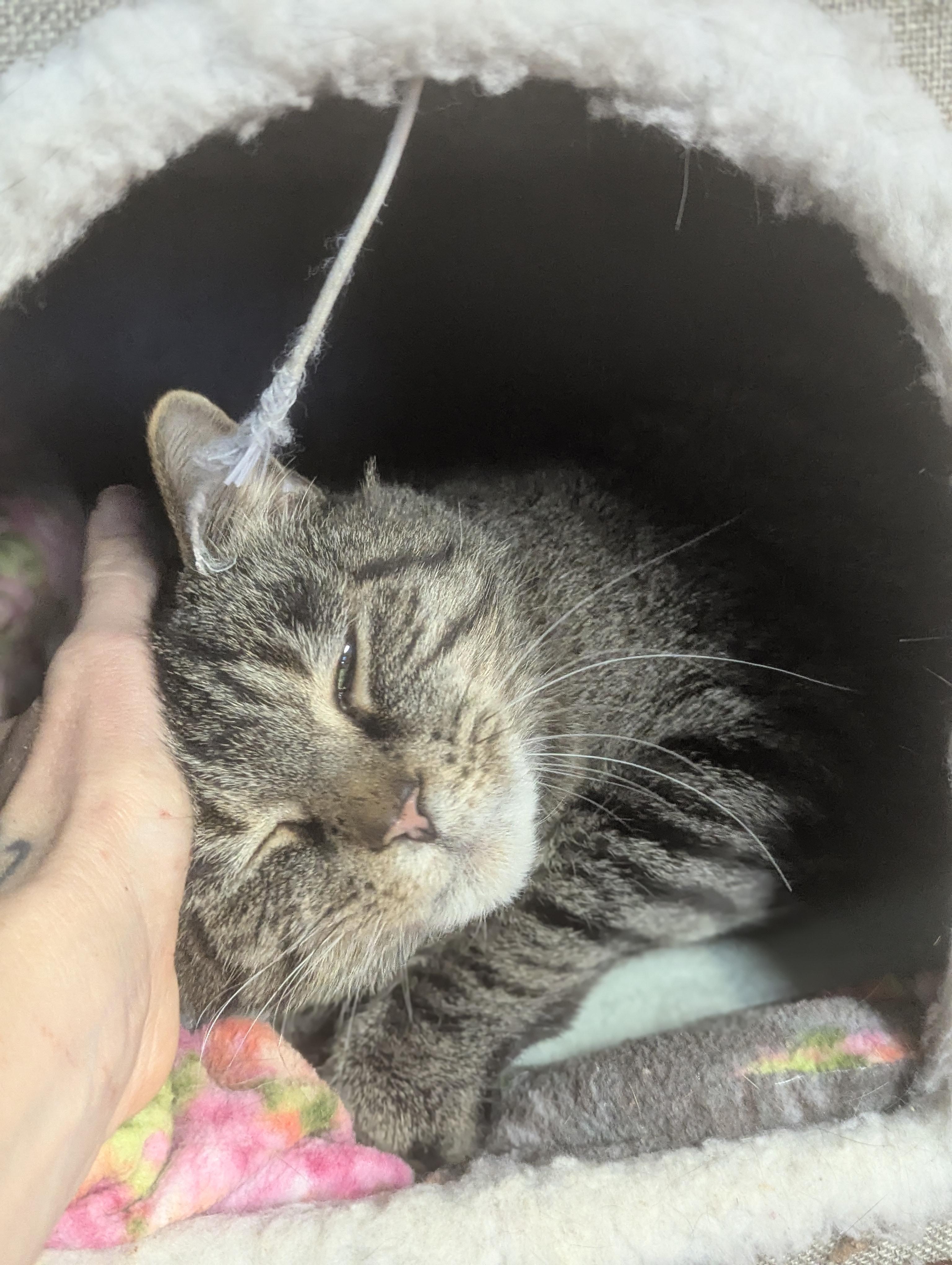 Enlarge Lenny, a ADOPTABLE Domestic Short Hair in Johnstown, PA image 3/4