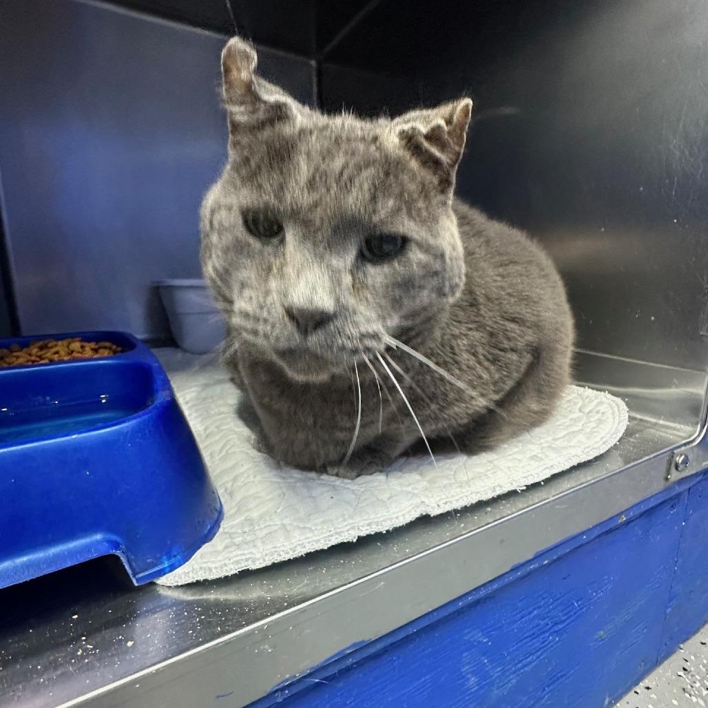 Karlos, Adoptable, Adult Male Domestic Short Hair.