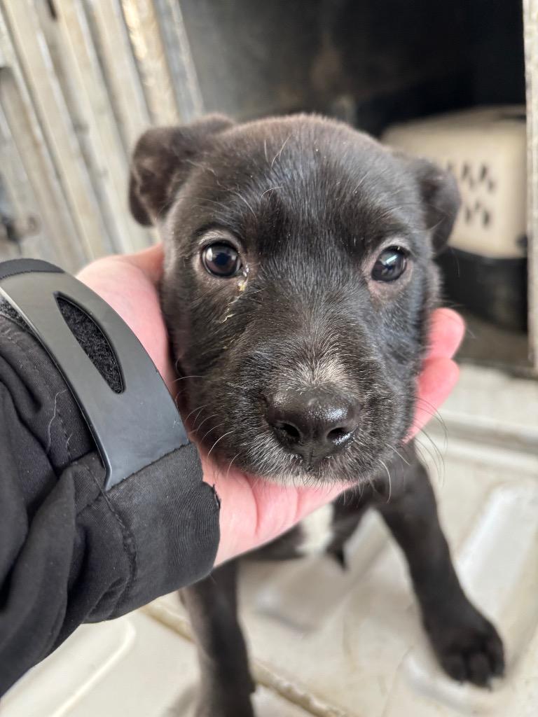 LISA, Adoptable, Puppy Female Pit Bull Terrier.