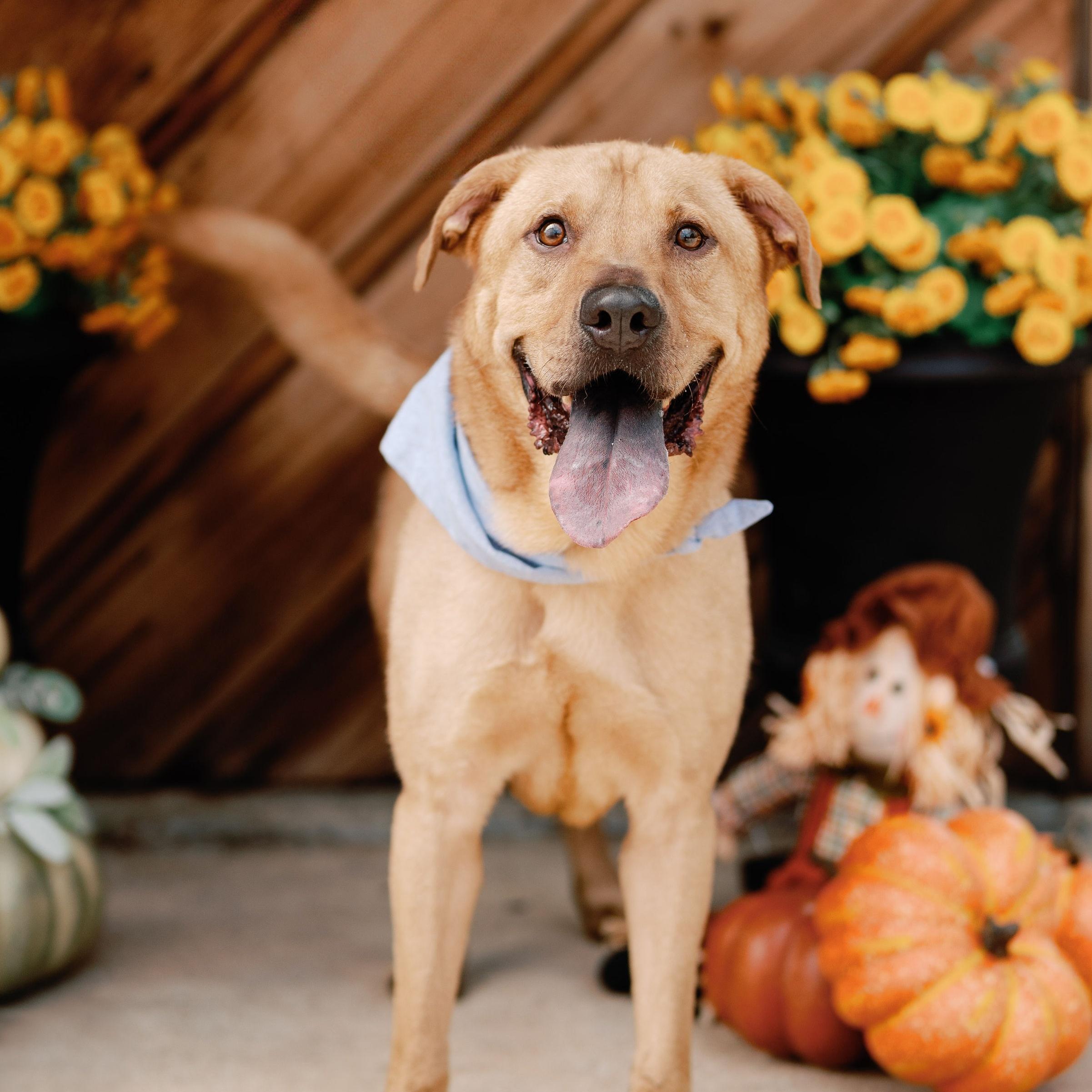 Enlarge Ace, a Adoptable mixed breed in Houston, TX image 5/5