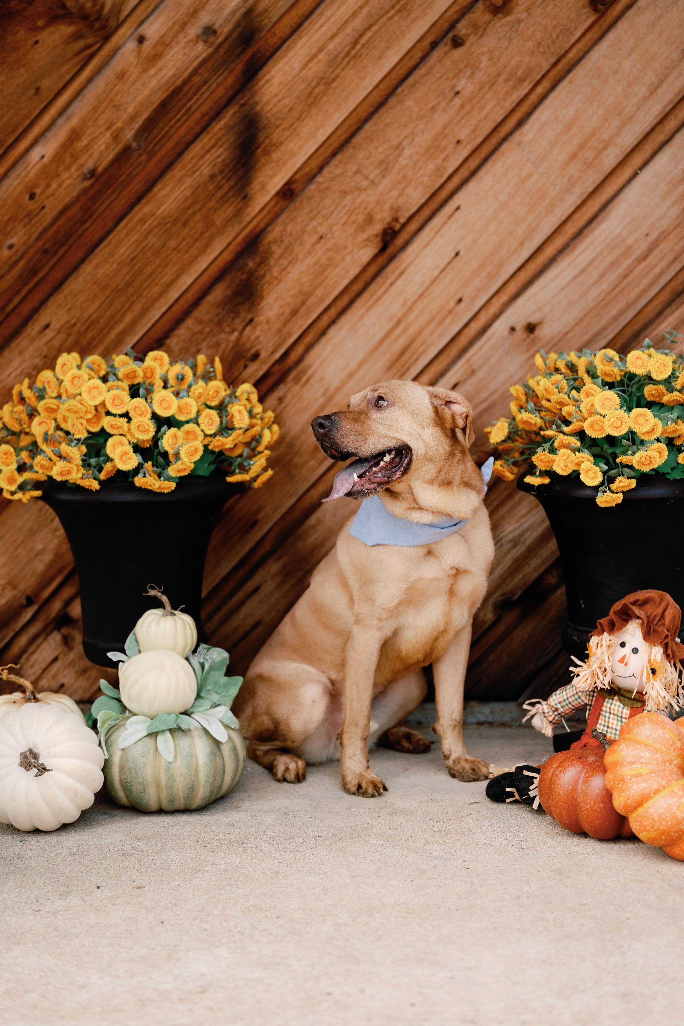 Enlarge Ace, a Adoptable mixed breed in Houston, TX image 2/5