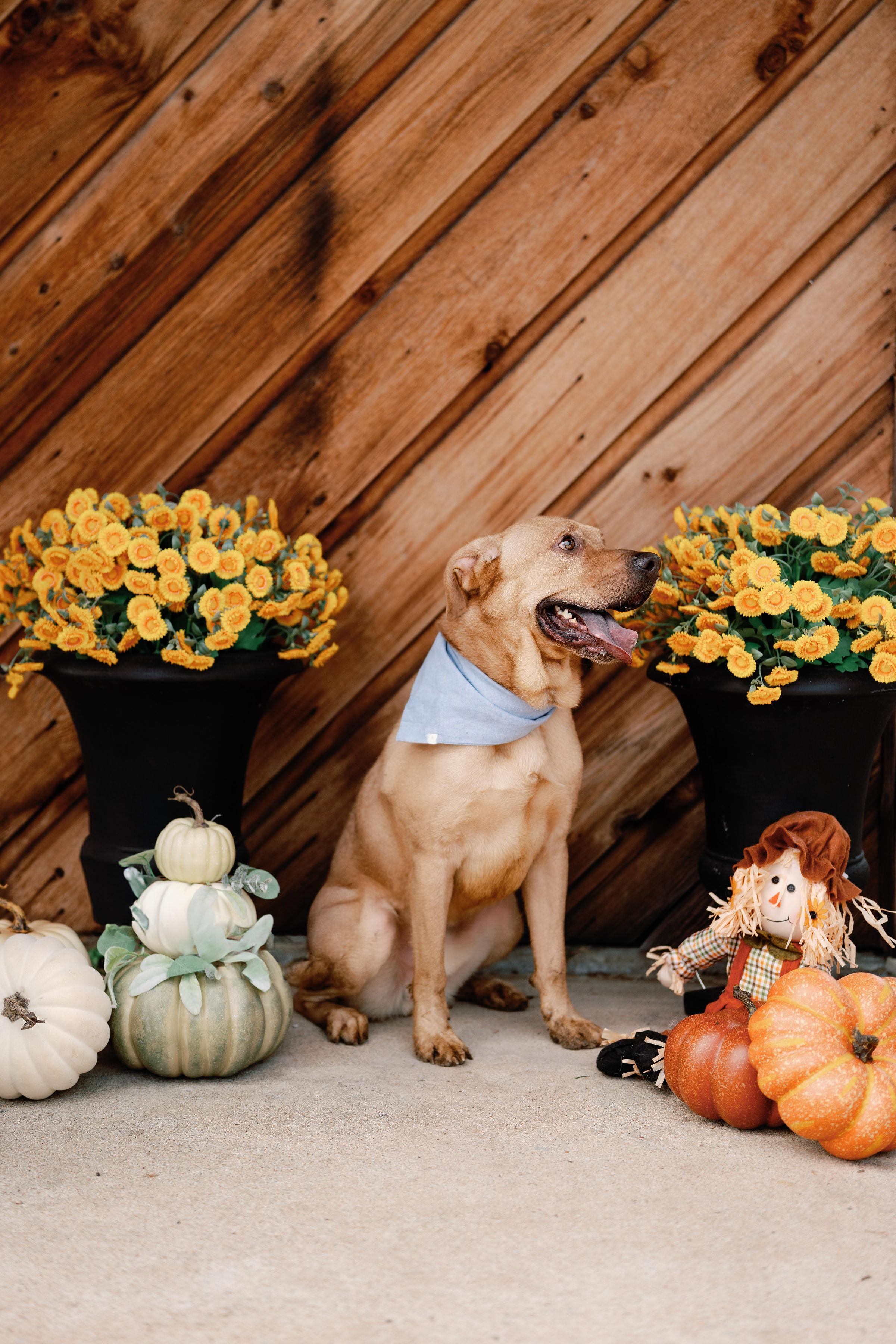 Enlarge Ace, a Adoptable mixed breed in Houston, TX image 3/5