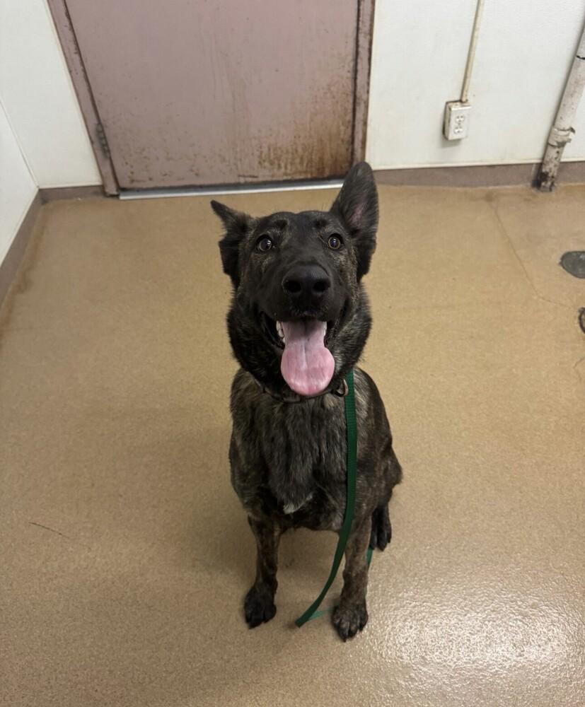 Jersey - Located in CA, Adoptable, Young Female Dutch Shepherd.