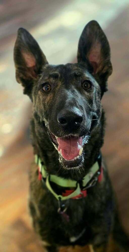 Enlarge Raven FKA Jersey - Located in OR, a Adoptable Dutch Shepherd in Oakland, CA image 1/6