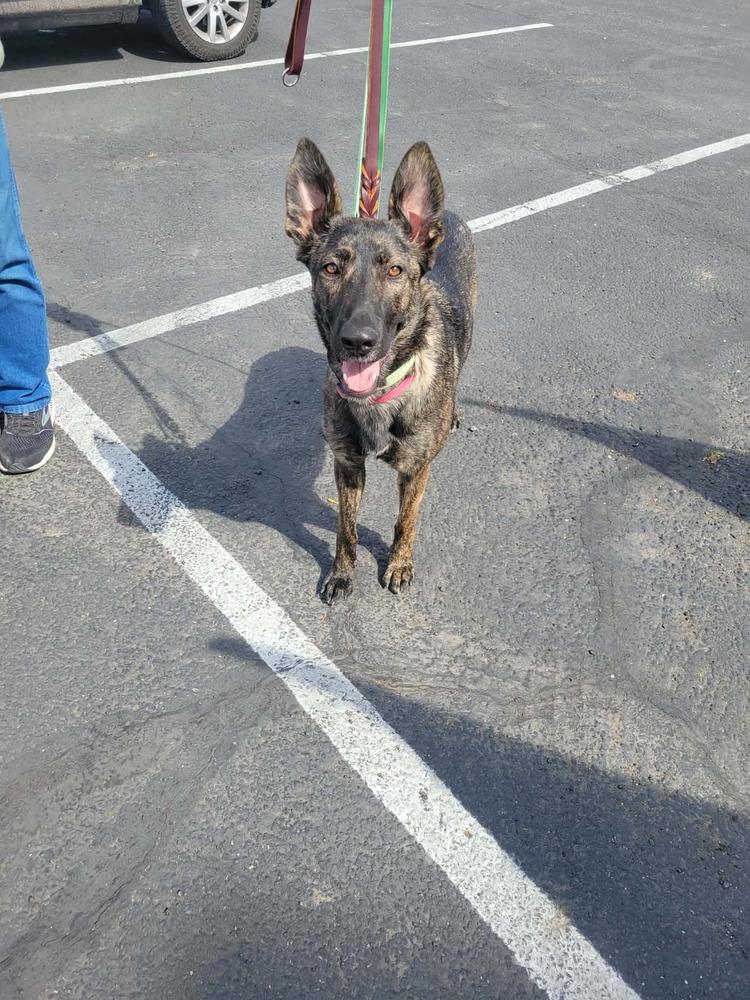 Enlarge Raven FKA Jersey - Located in OR, a Adoptable Dutch Shepherd in Oakland, CA image 2/6