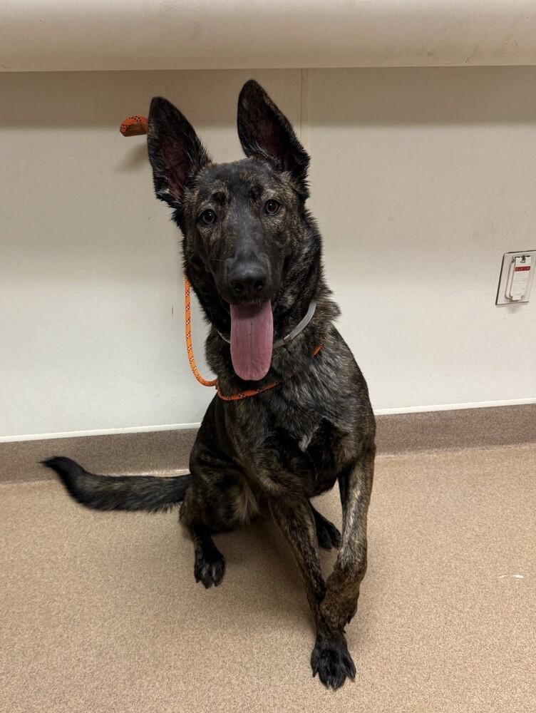 Enlarge Jersey - Located in CA, a Adoptable Dutch Shepherd in Imlay City, MI image 2/3