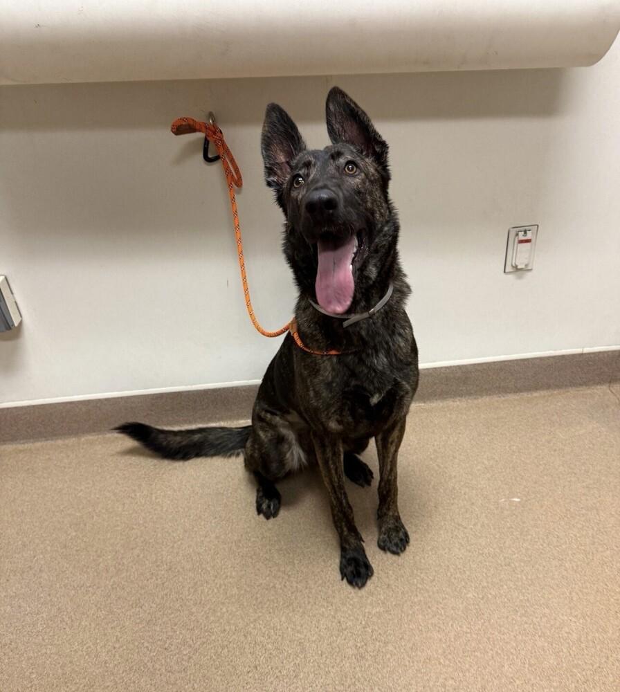 Enlarge Jersey - Located in CA, a Adoptable Dutch Shepherd in Imlay City, MI image 3/3