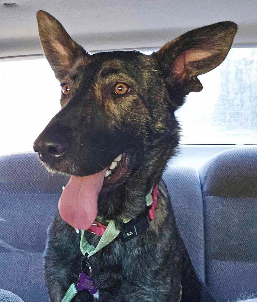 Enlarge Raven FKA Jersey - Located in OR, a Adoptable Dutch Shepherd in Oakland, CA image 5/6