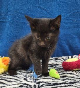 Leila, ADOPTABLE, Young Female Domestic Short Hair.