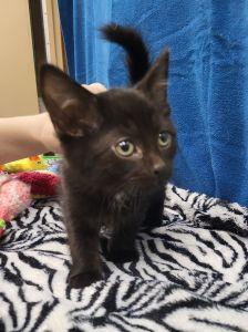 Leila, a ADOPTABLE Domestic Short Hair in Bucyrus, OH image 2/3
