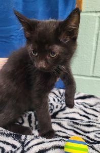 Leila, a ADOPTABLE Domestic Short Hair in Bucyrus, OH image 3/3