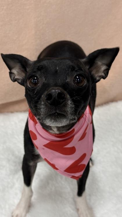 Gardenia — thumbnail 2