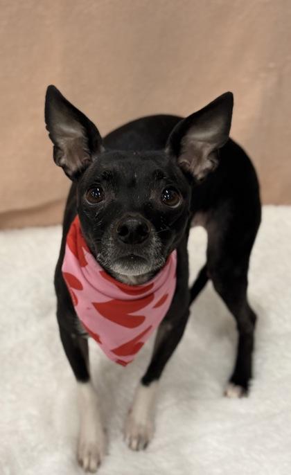 Gardenia — thumbnail 3