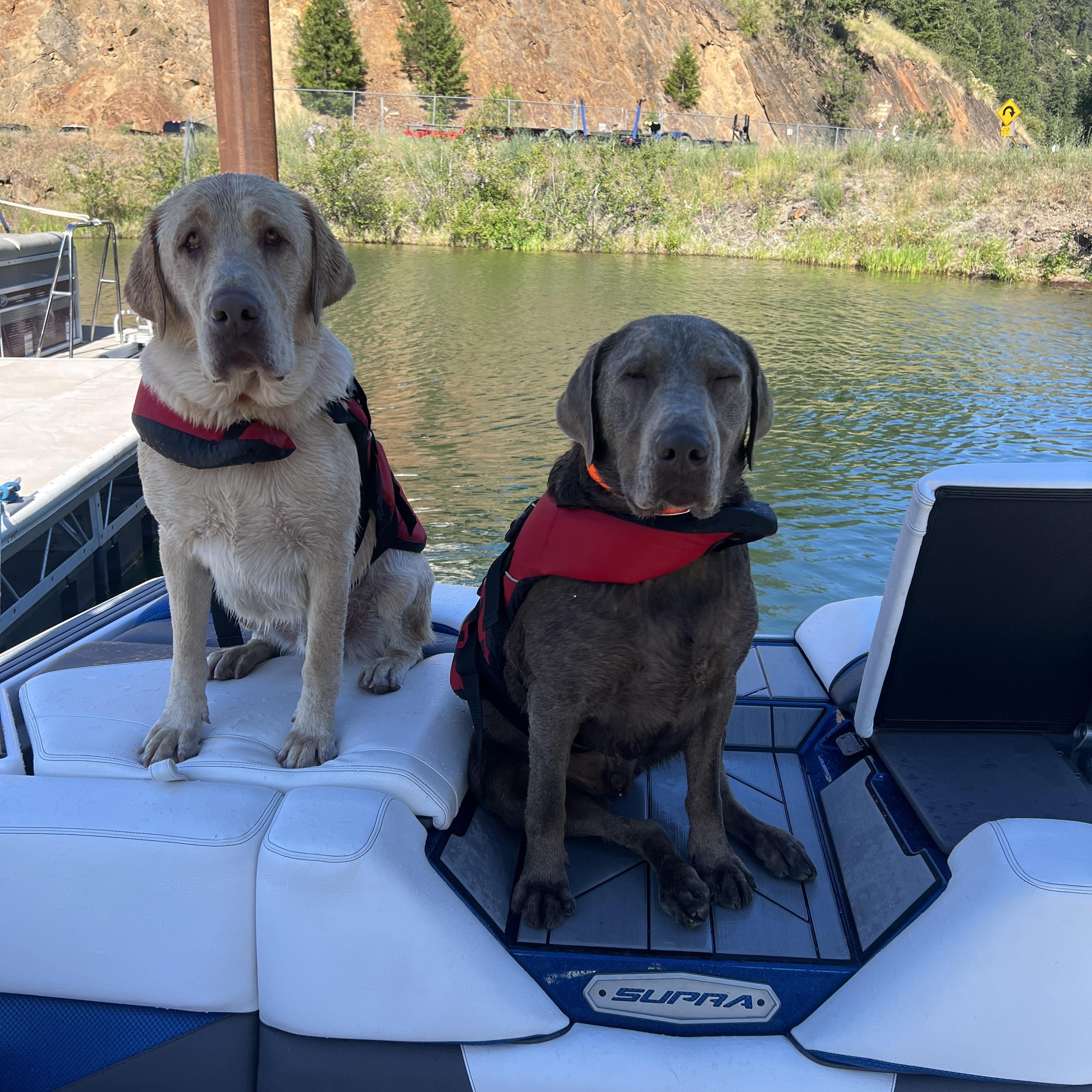 Enlarge Weston, an adopted Labrador Retriever in COEUR D ALENE, ID image 2/6
