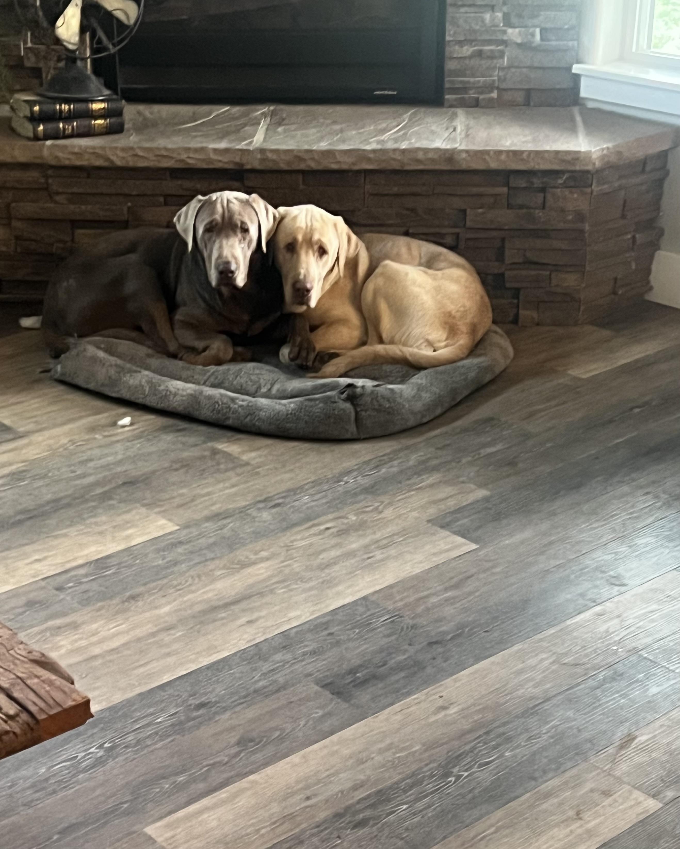 Enlarge Weston, an adopted Labrador Retriever in COEUR D ALENE, ID image 6/6