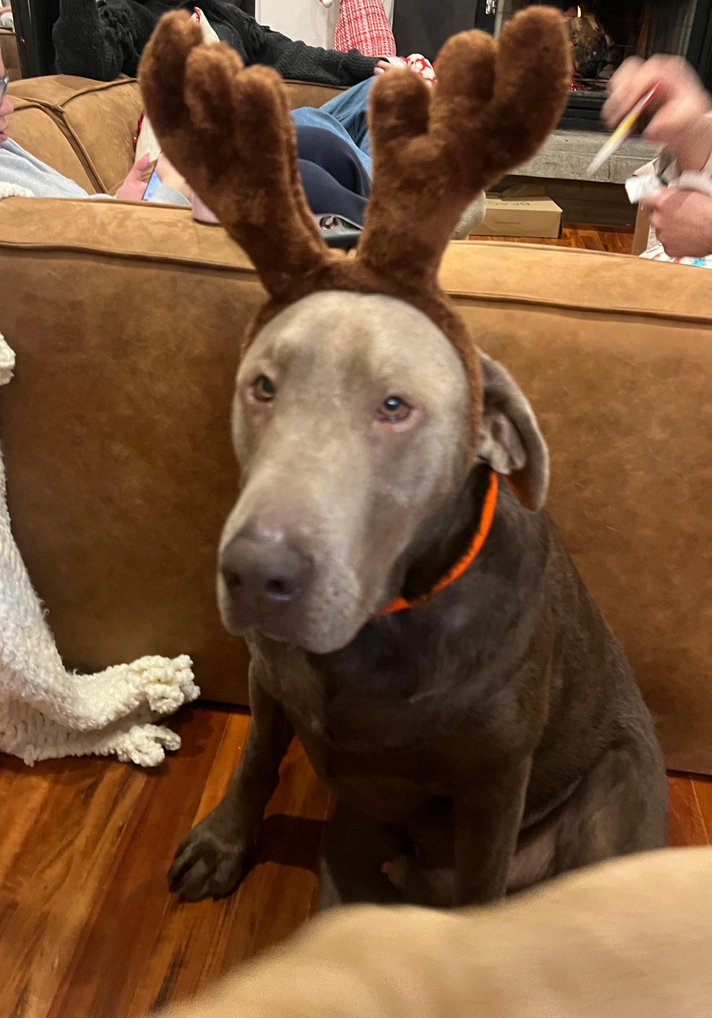 Enlarge Weston, an adopted Labrador Retriever in COEUR D ALENE, ID image 3/6