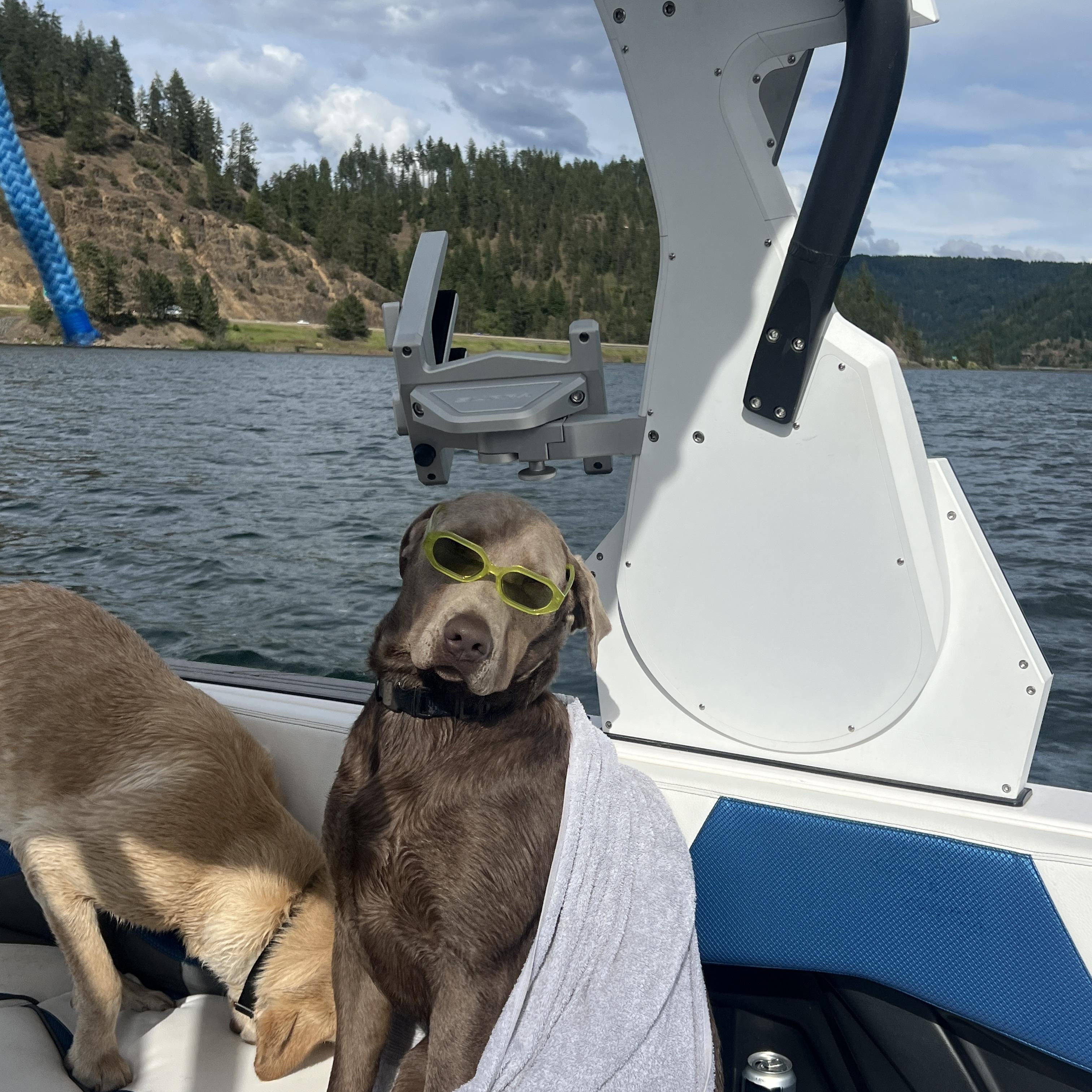 Enlarge Weston, an adopted Labrador Retriever in COEUR D ALENE, ID image 1/6