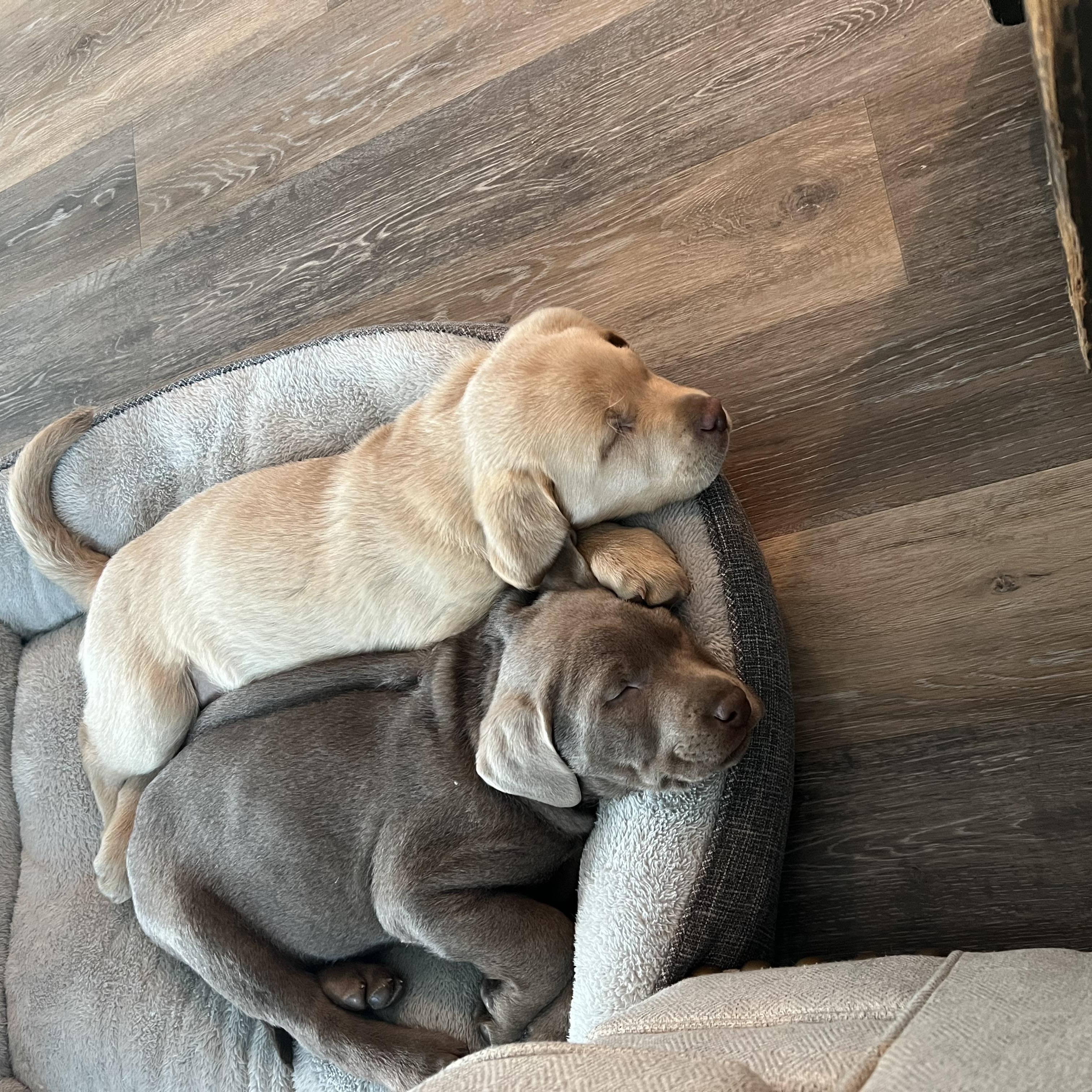 Enlarge Weston, an adopted Labrador Retriever in COEUR D ALENE, ID image 5/6