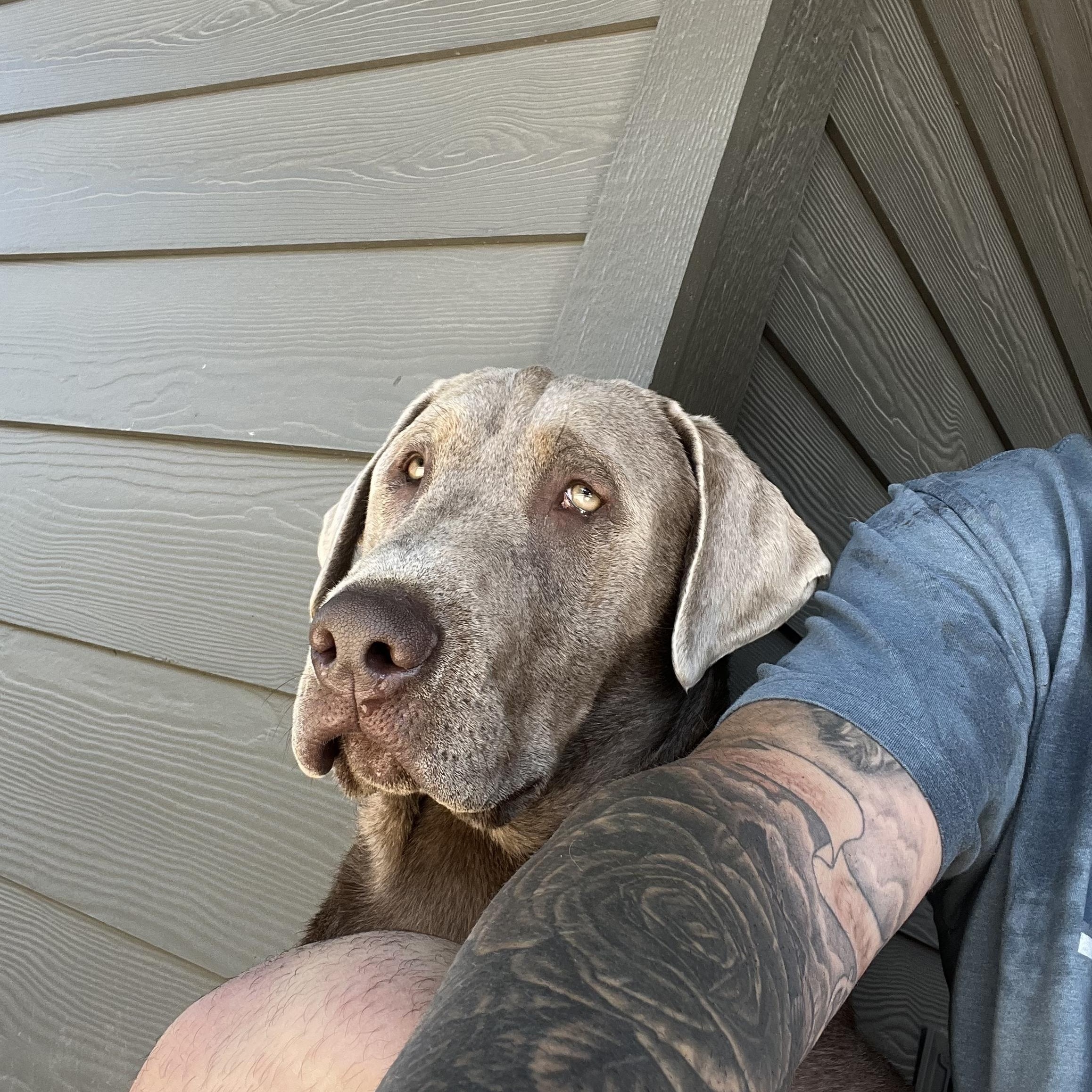 Enlarge Weston, an adopted Labrador Retriever in COEUR D ALENE, ID image 4/6