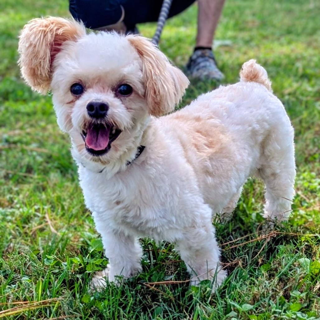Oliver Reese, Adoptable, Adult Male Poodle.