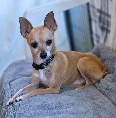 Enlarge Duke, a Adoptable Chihuahua in Anaheim Hills, CA image 2/3