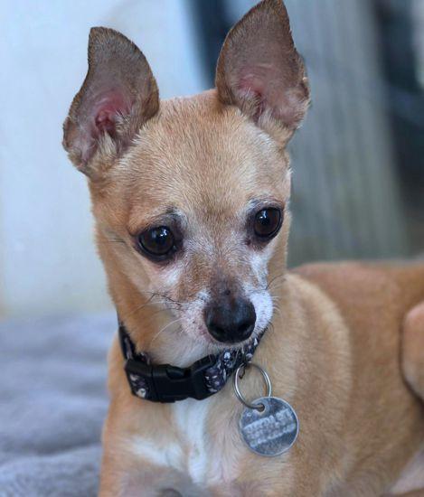 Enlarge Duke, a Adoptable Chihuahua in Anaheim Hills, CA image 3/3