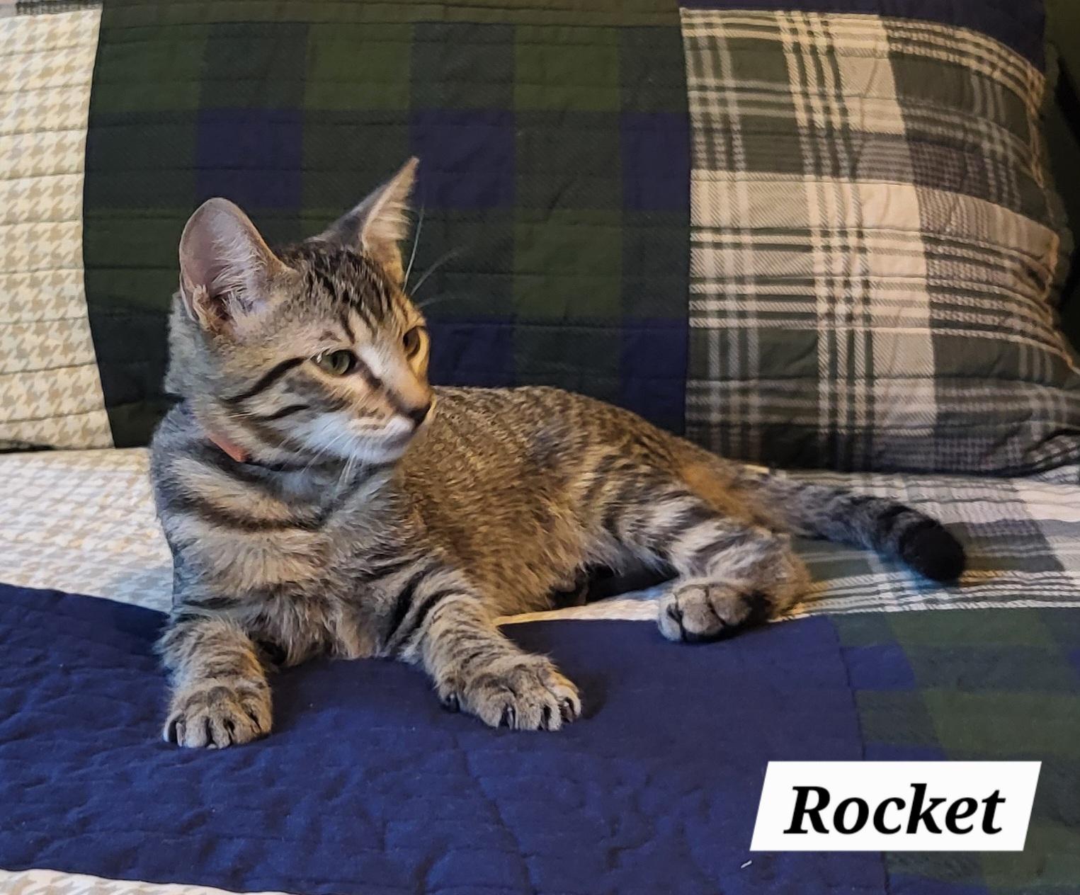 Rocket - Kuykendahl Petsmart