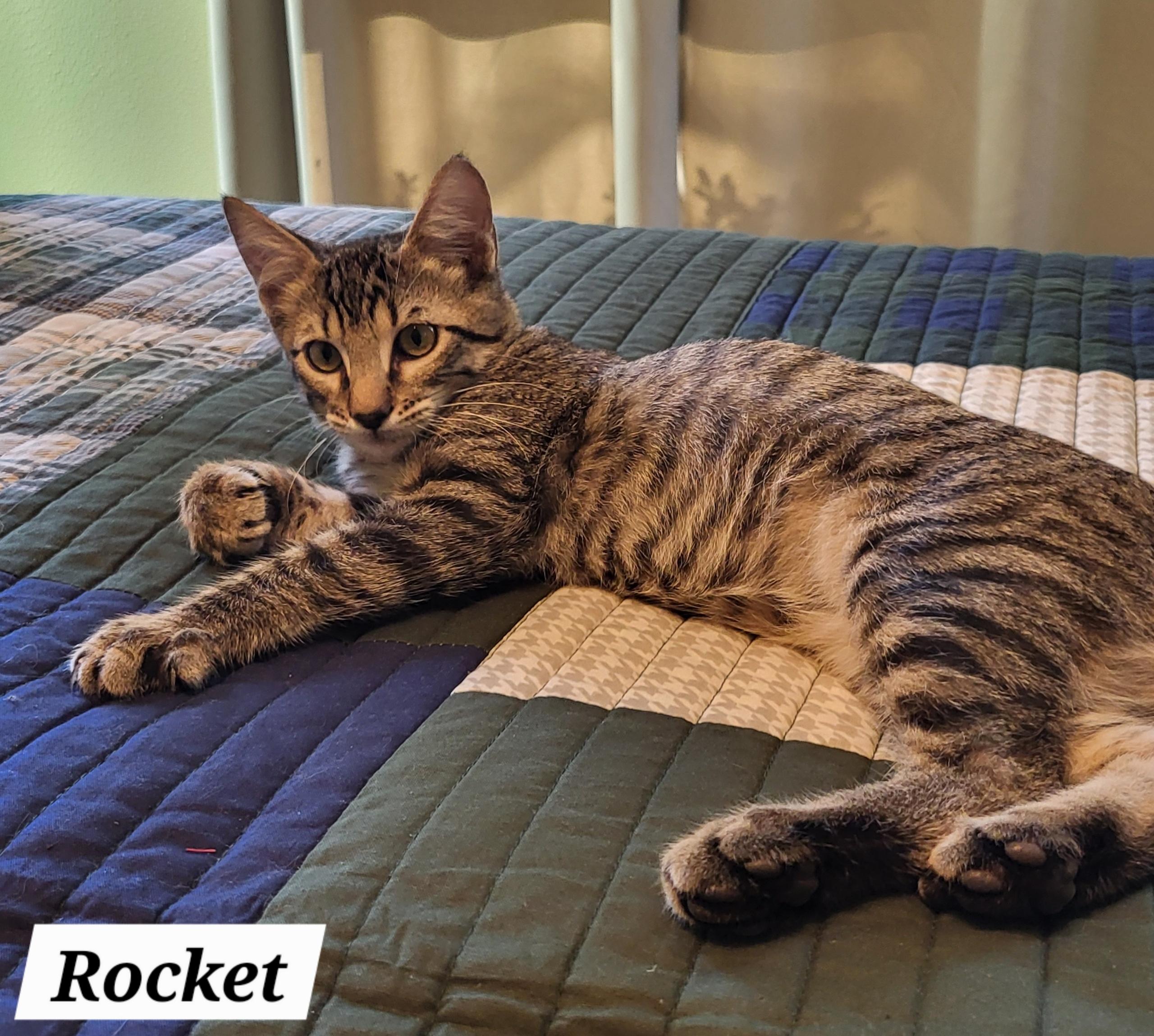 Rocket - Kuykendahl Petsmart