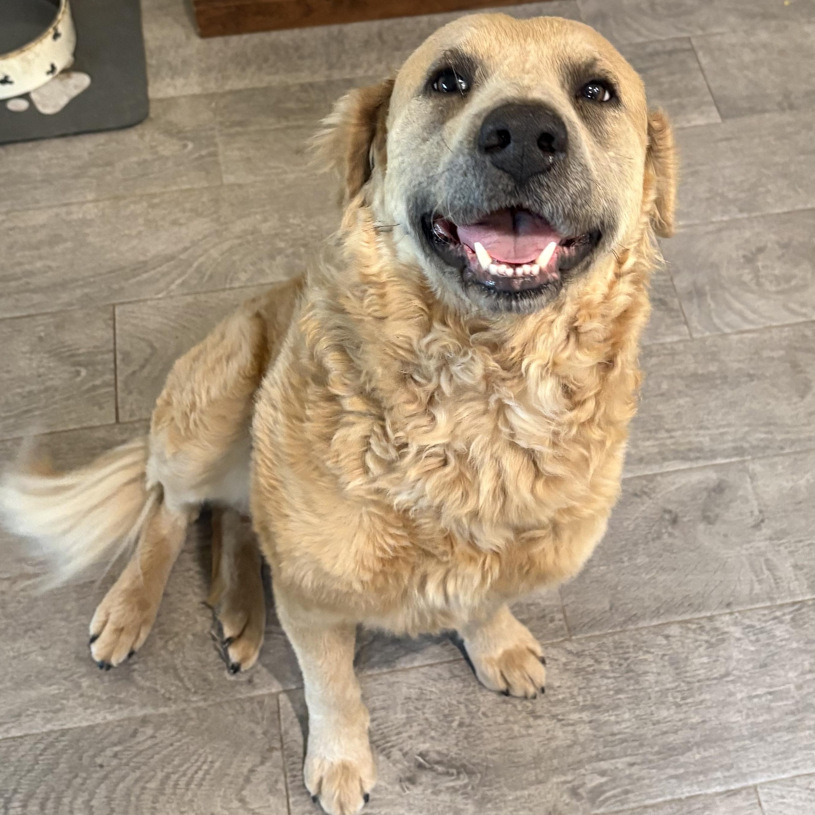 Cinnamon — thumbnail 3