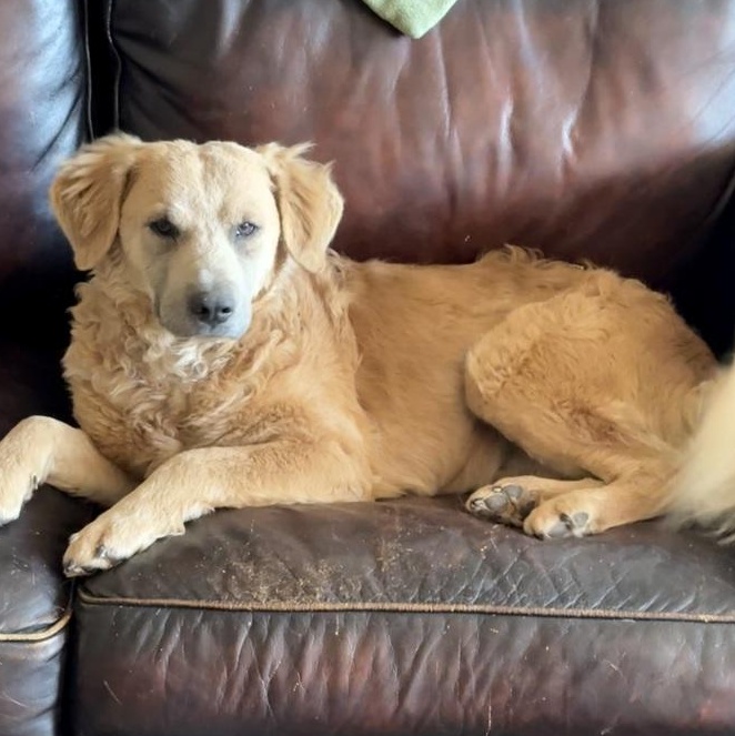 Cinnamon — thumbnail 5