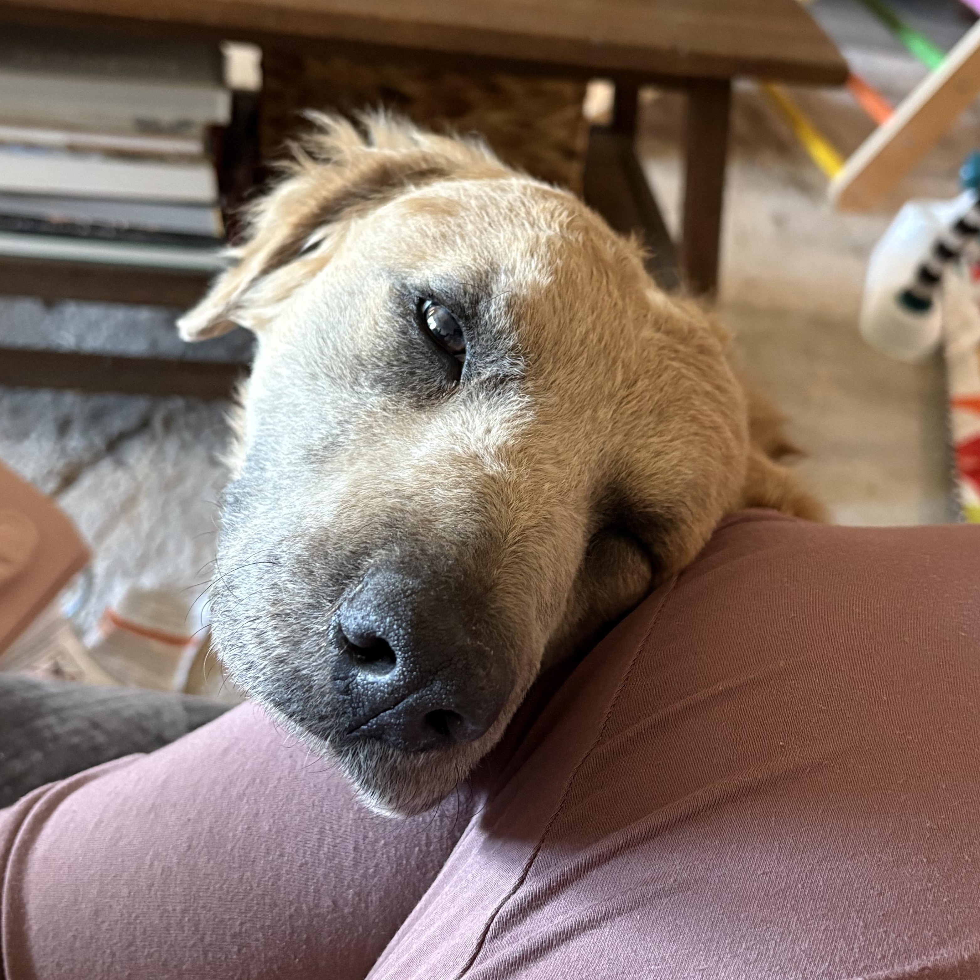 Cinnamon — thumbnail 6