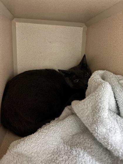 Hip Hop, ADOPTABLE, Young Male Domestic Short Hair.