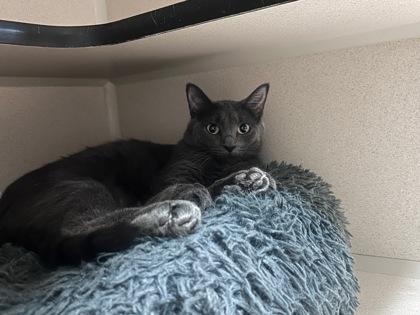 Hip Hop, a ADOPTABLE Domestic Short Hair in Steamboat Springs, CO image 2/2